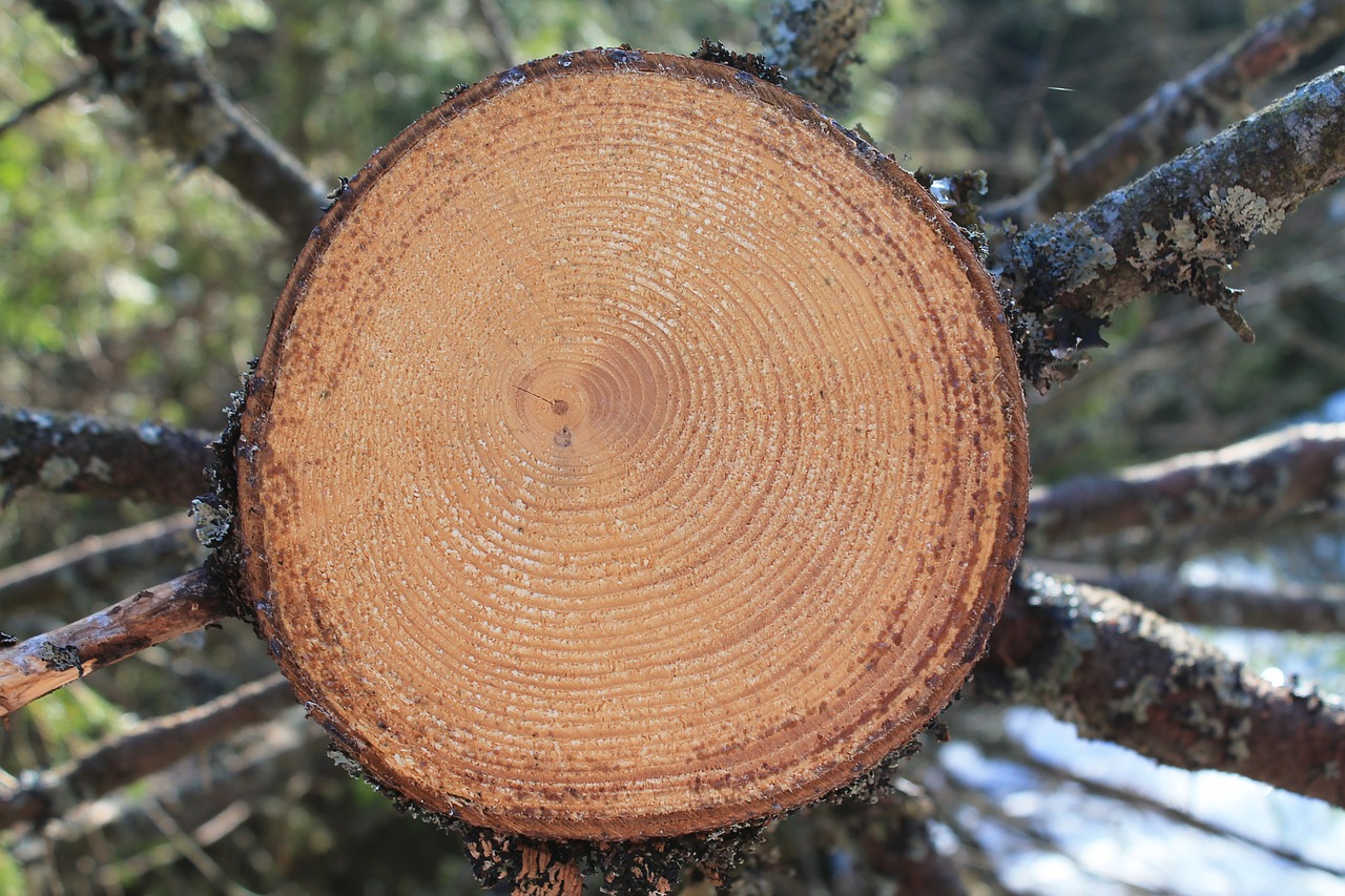 wood nature log free photo