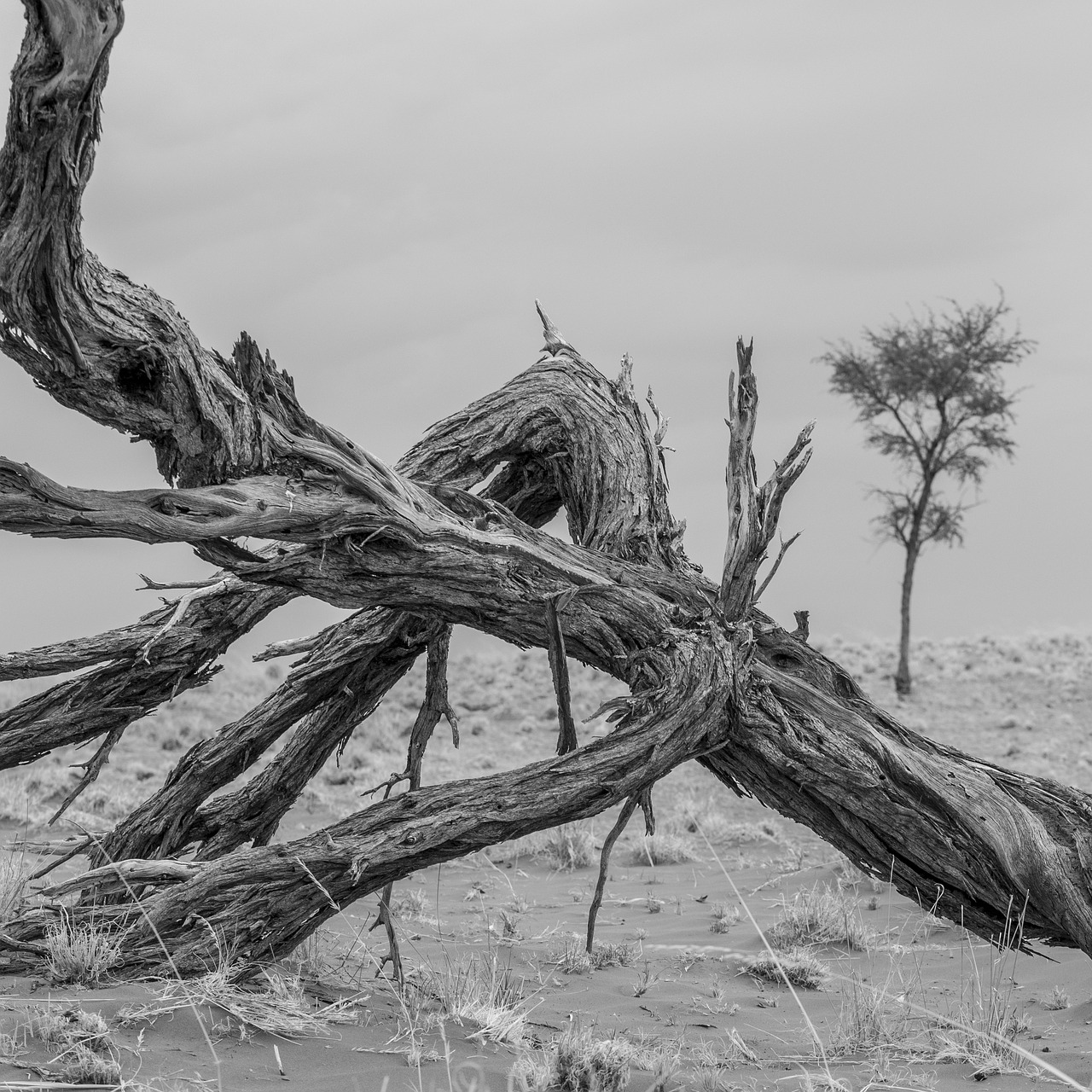 wood desert sand free photo