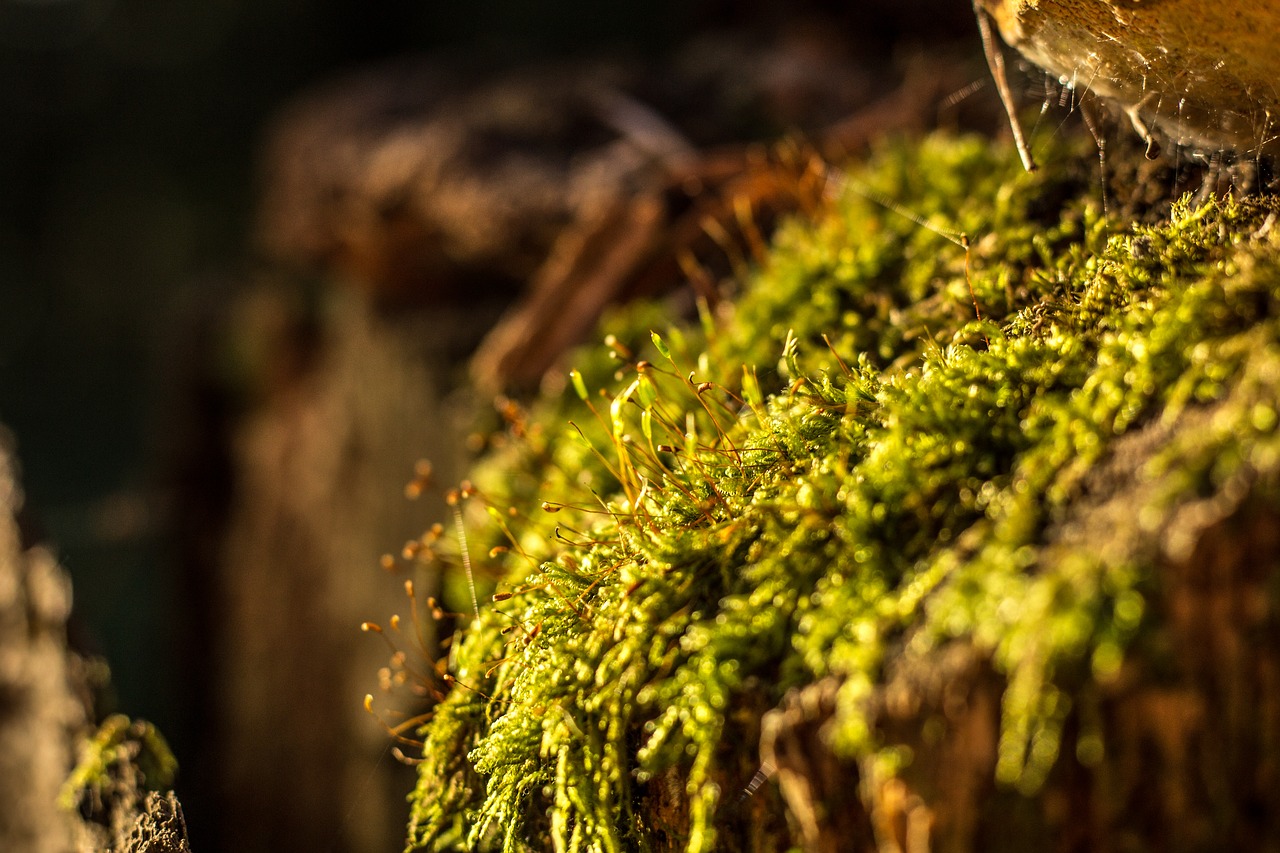 wood spider web nature free photo