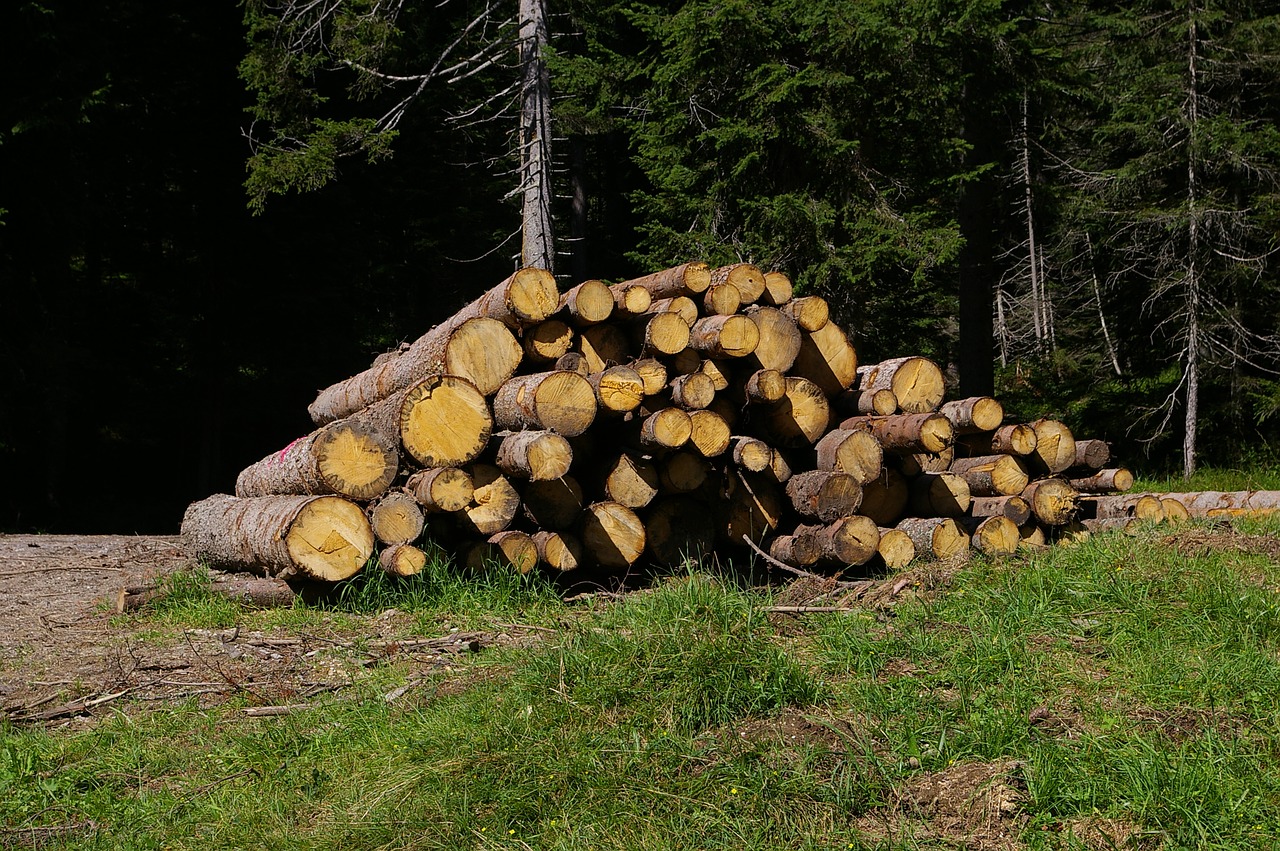 wood trunks bark free photo