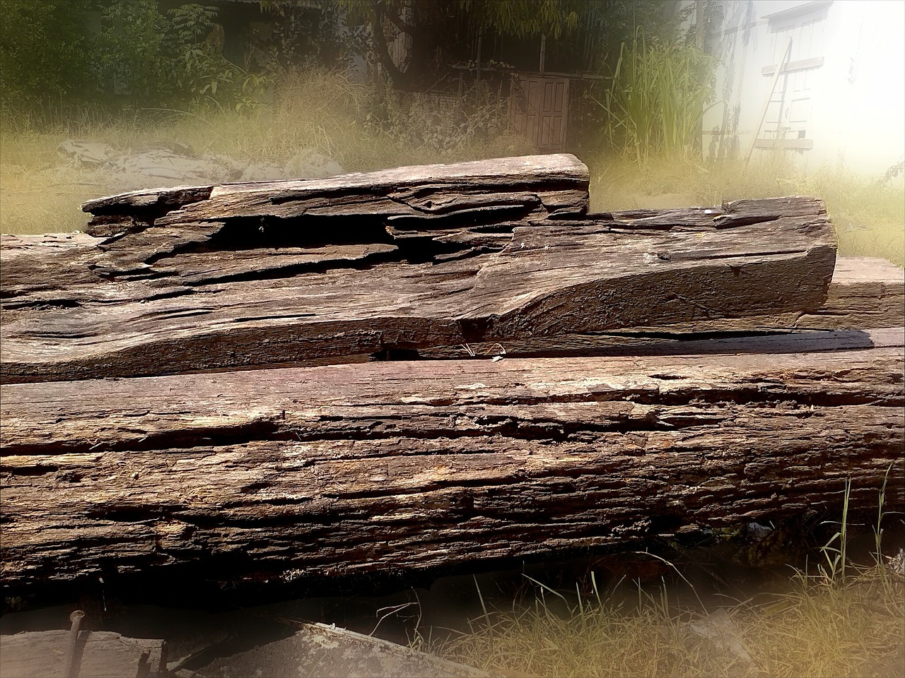 wood tree trunks nature free photo