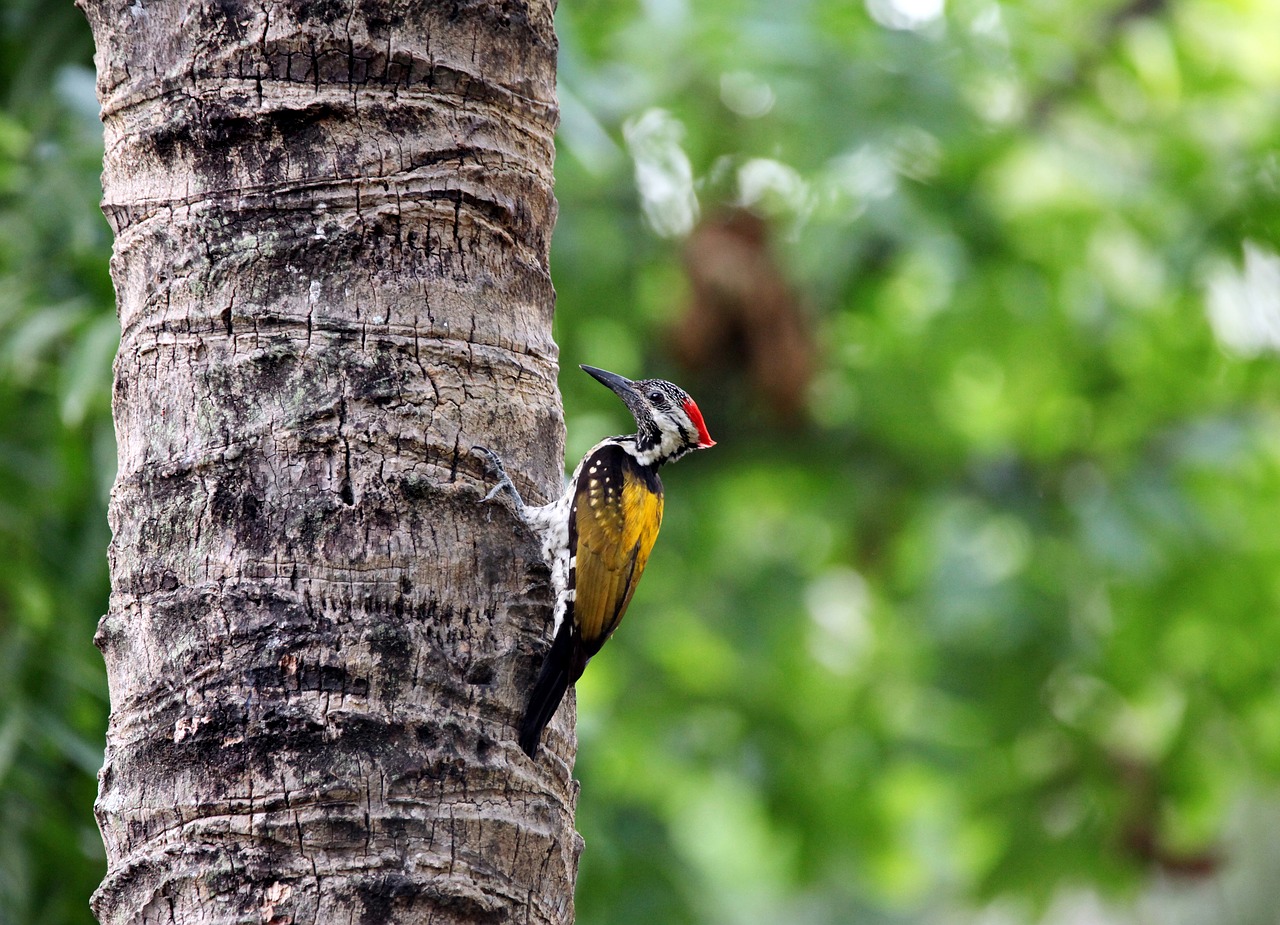 Wood bird. Древесная птичка 5 букв. Wood Birds. Woody Bird.