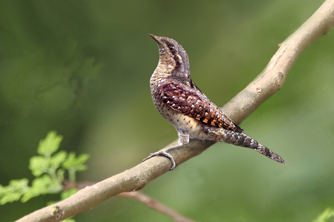 wood birds leaf free photo