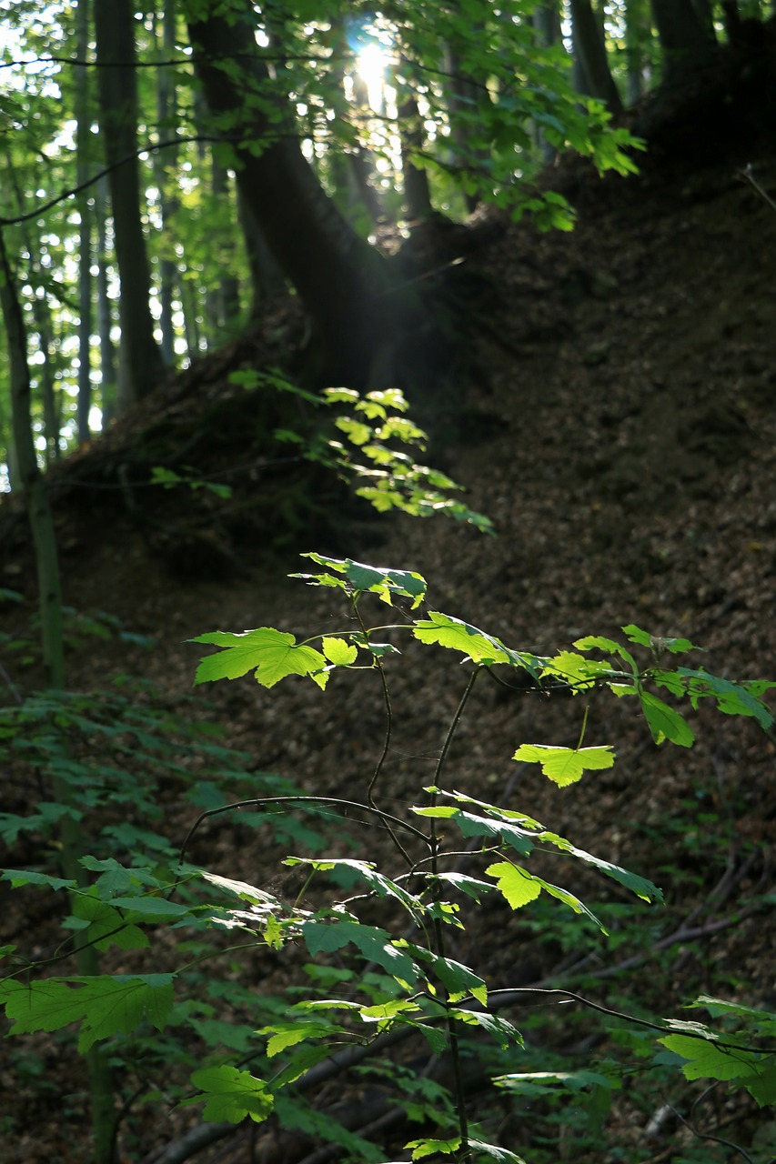 wood nature leaf plants free photo