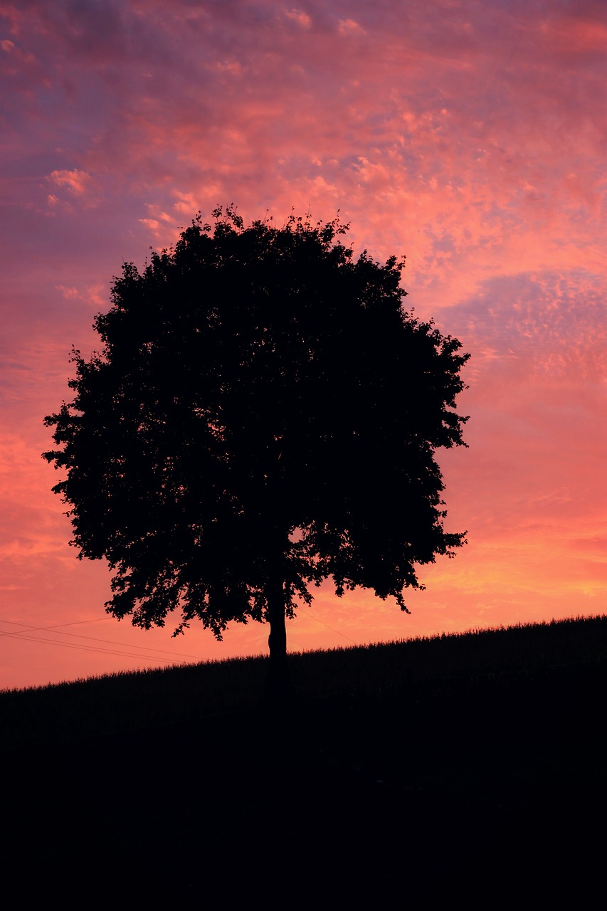 wood silhouette sunset free photo