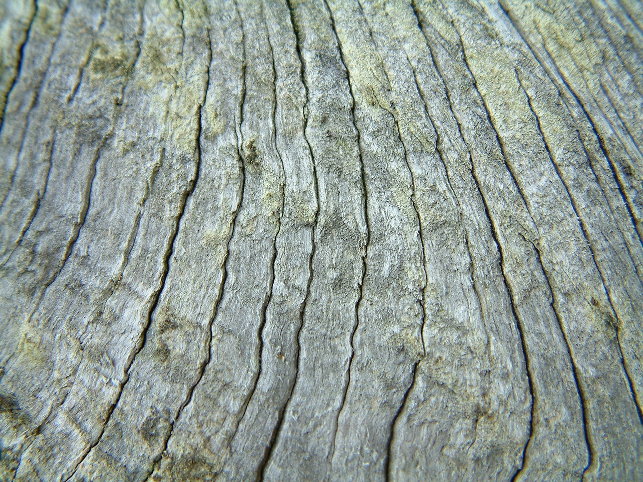 wood curved nature free photo