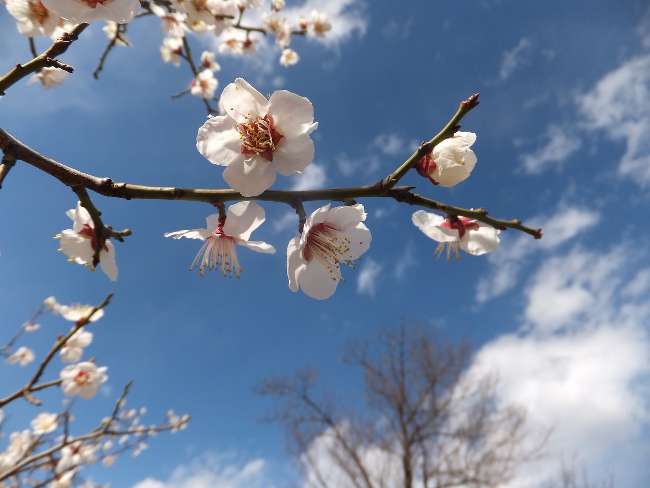 wood flowers plum free photo