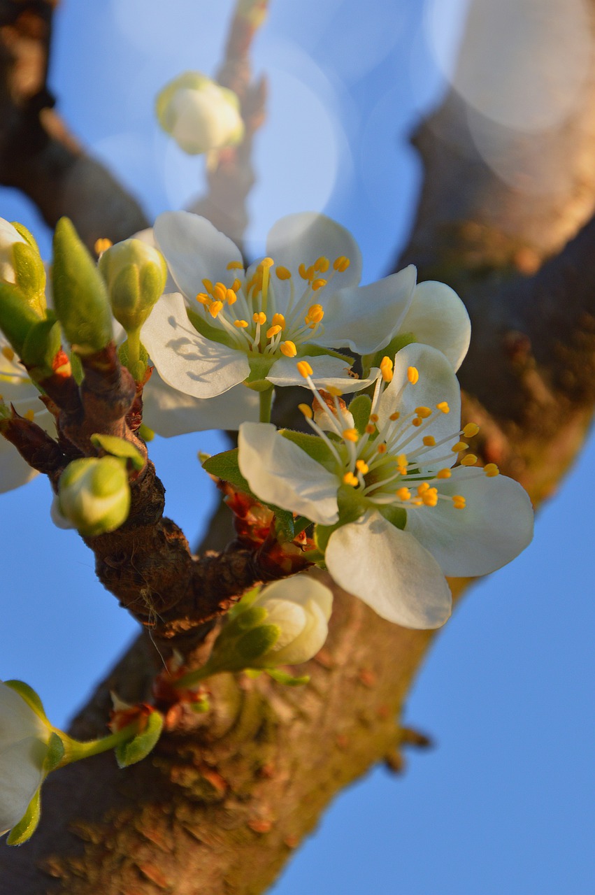 wood nature flower free photo