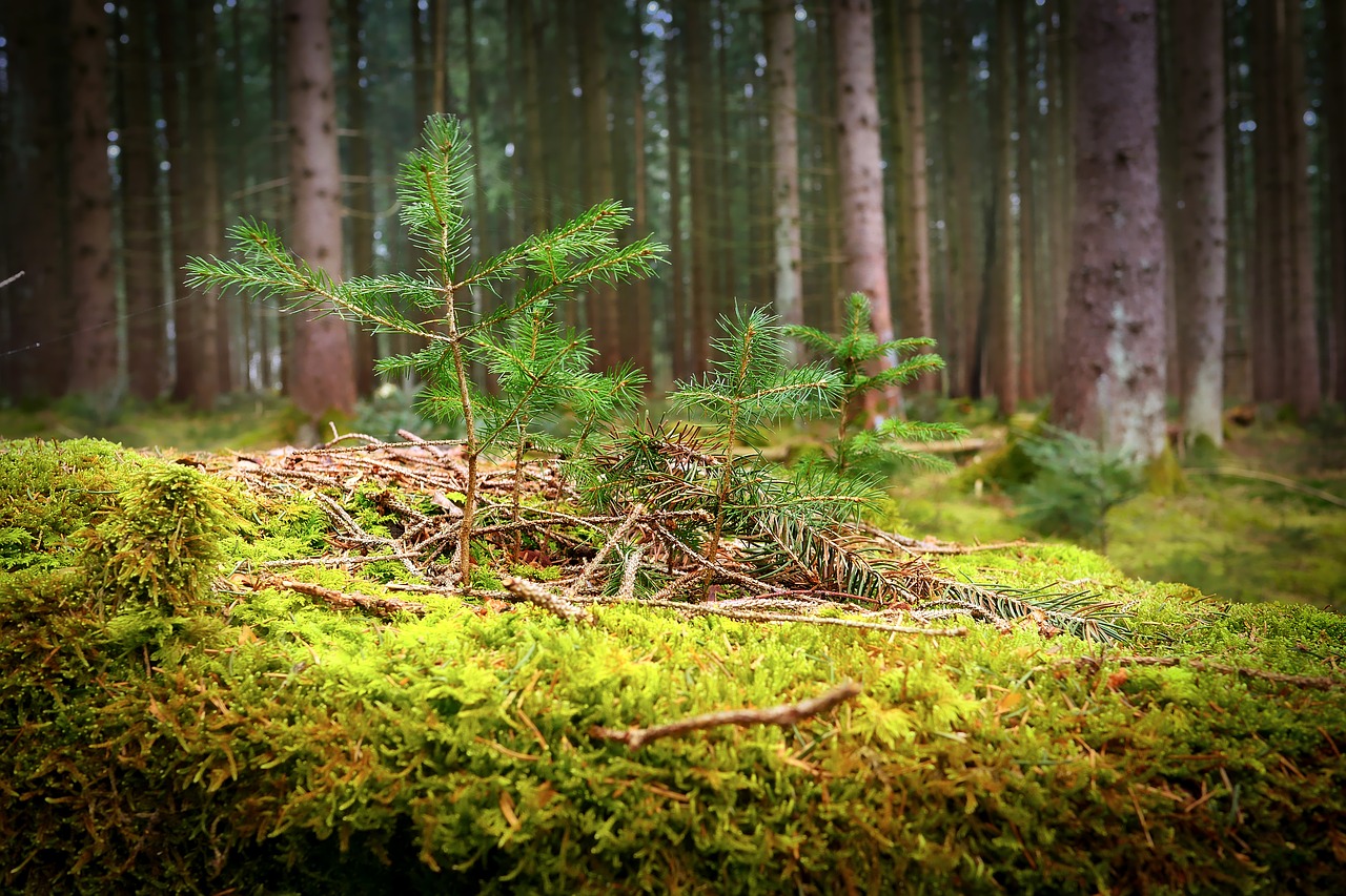 wood nature tree free photo