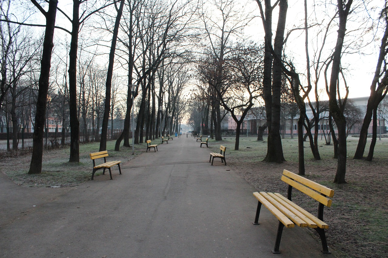 wood tree bench free photo