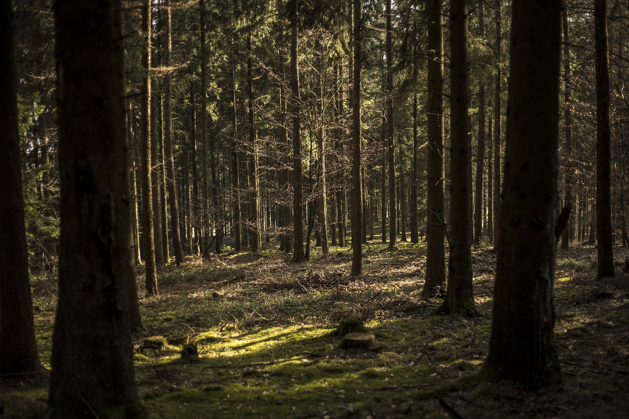 wood tree nature free photo