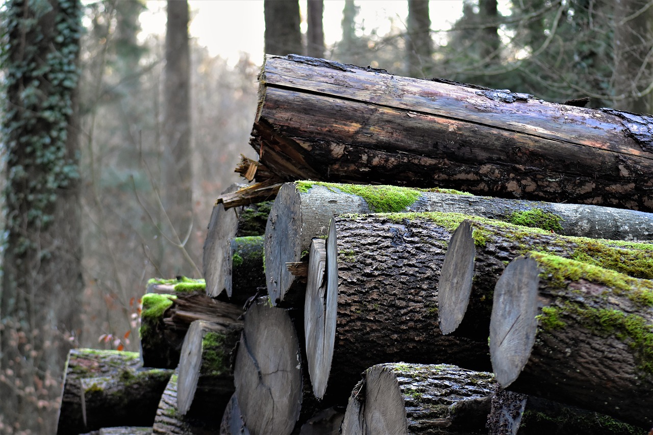 wood tree nature free photo