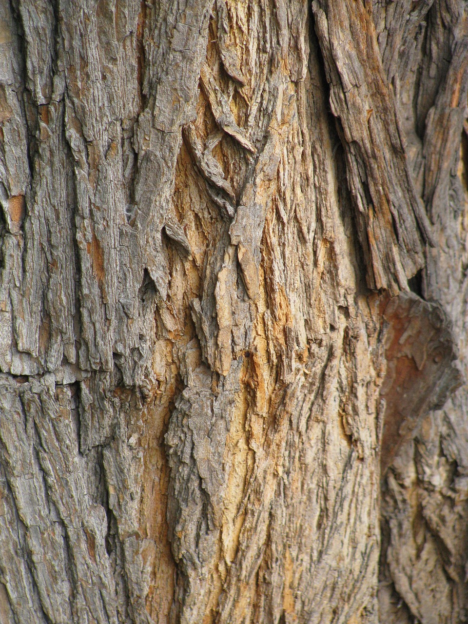 wood rough bark free photo