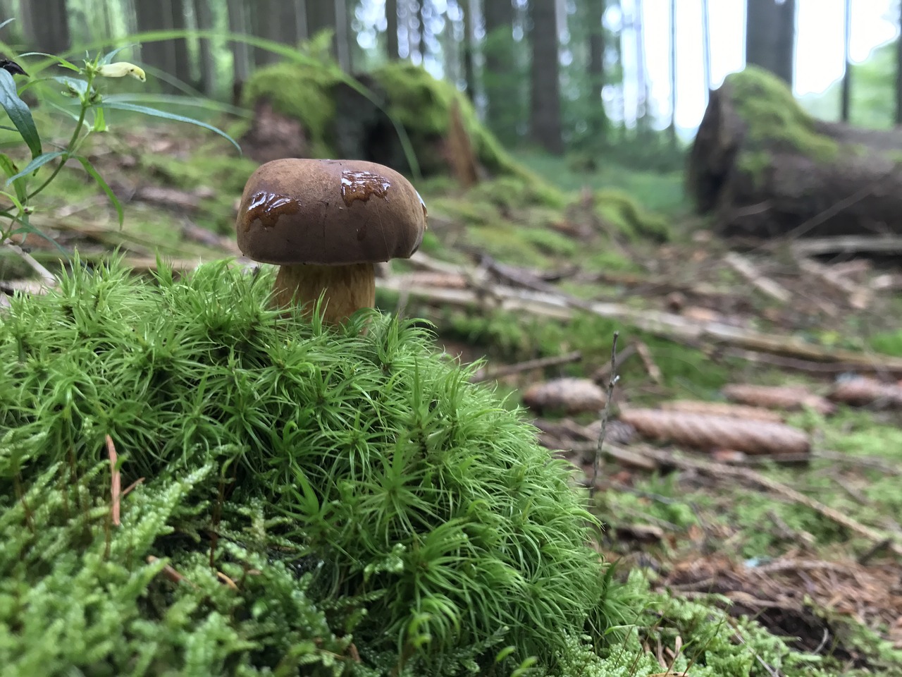 wood nature mushroom free photo