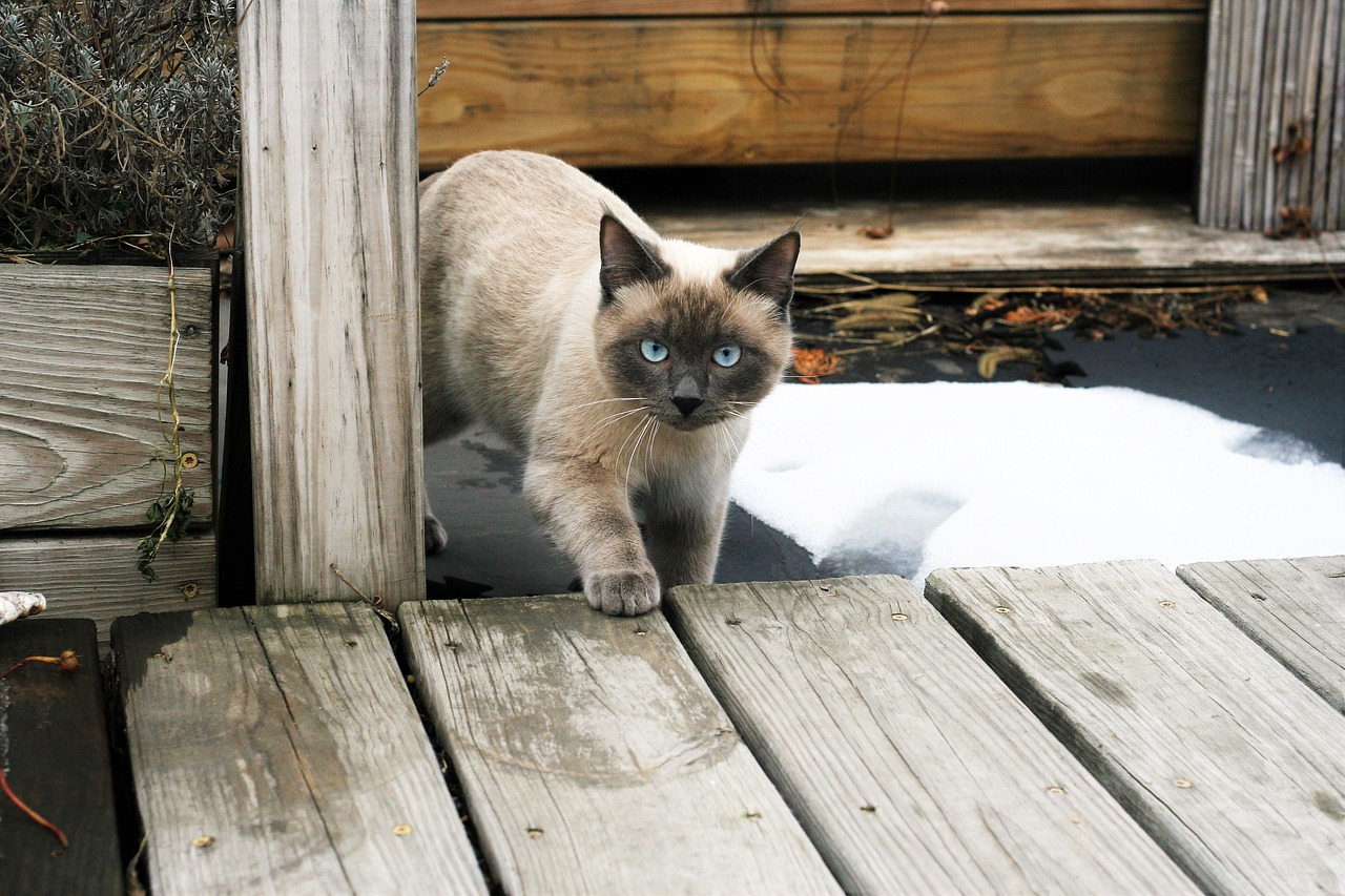 wood animals outdoors free photo