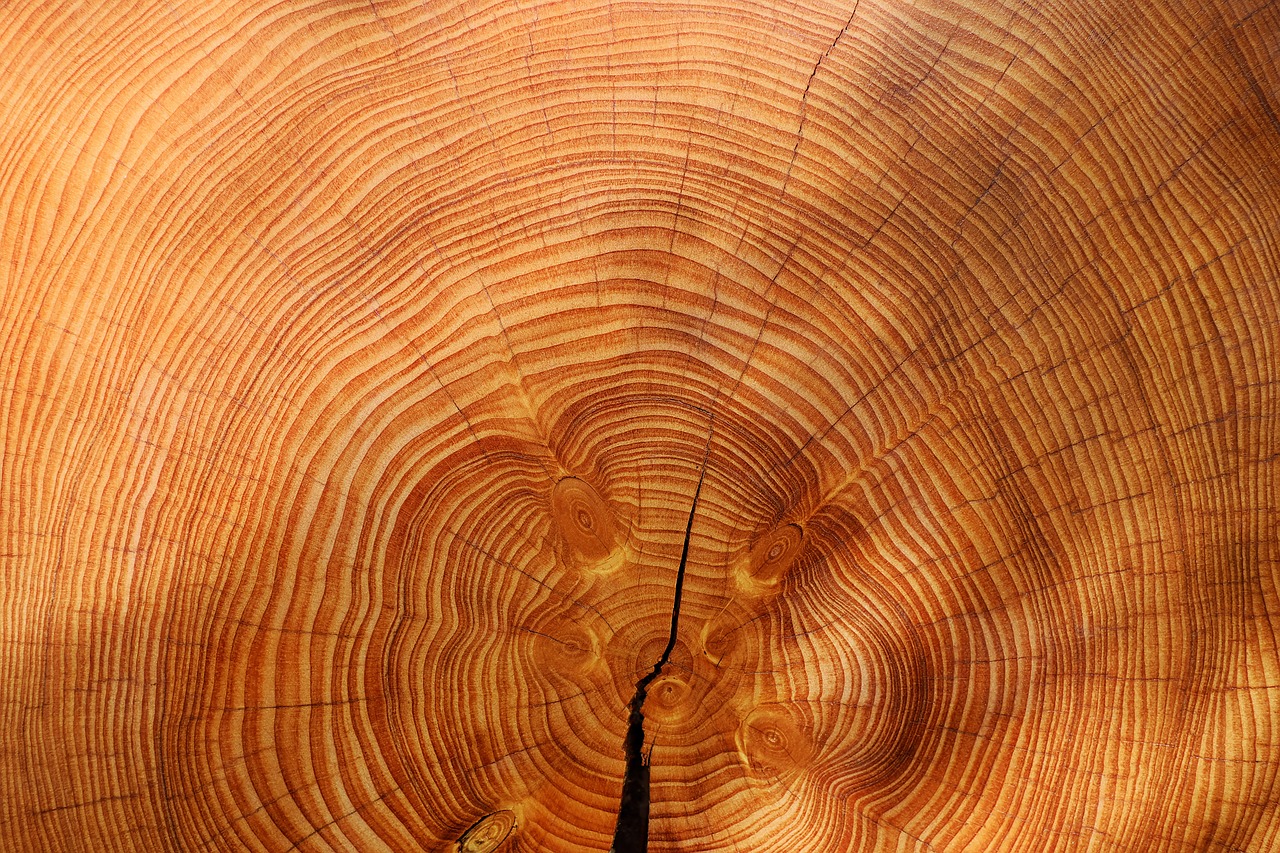 wood tree spruce free photo