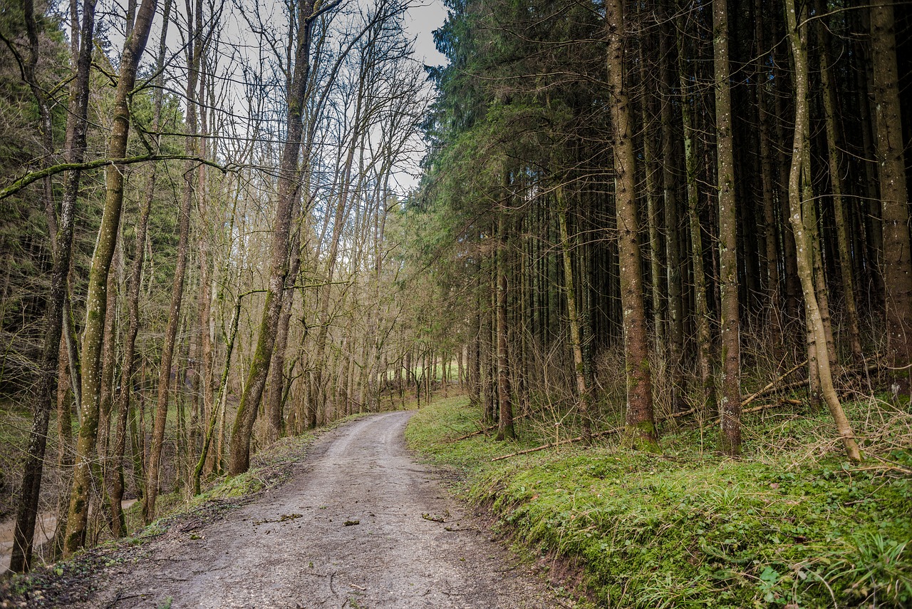 wood nature tree free photo