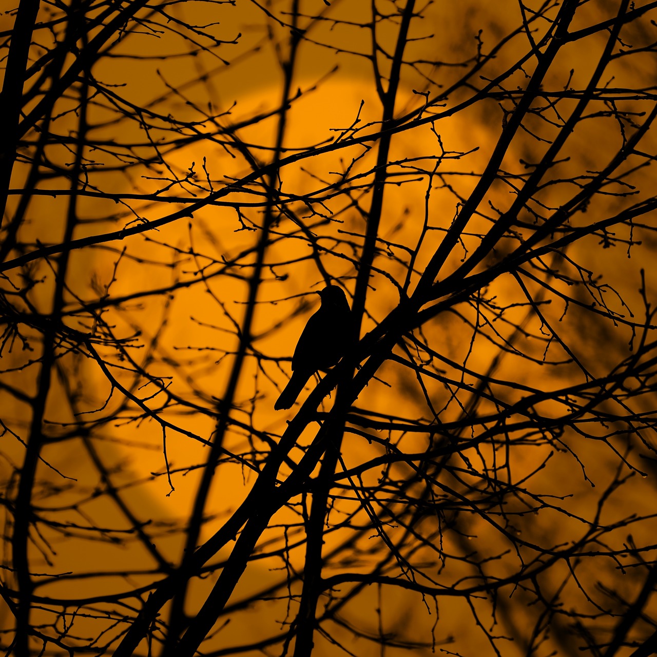 wood nature silhouette free photo