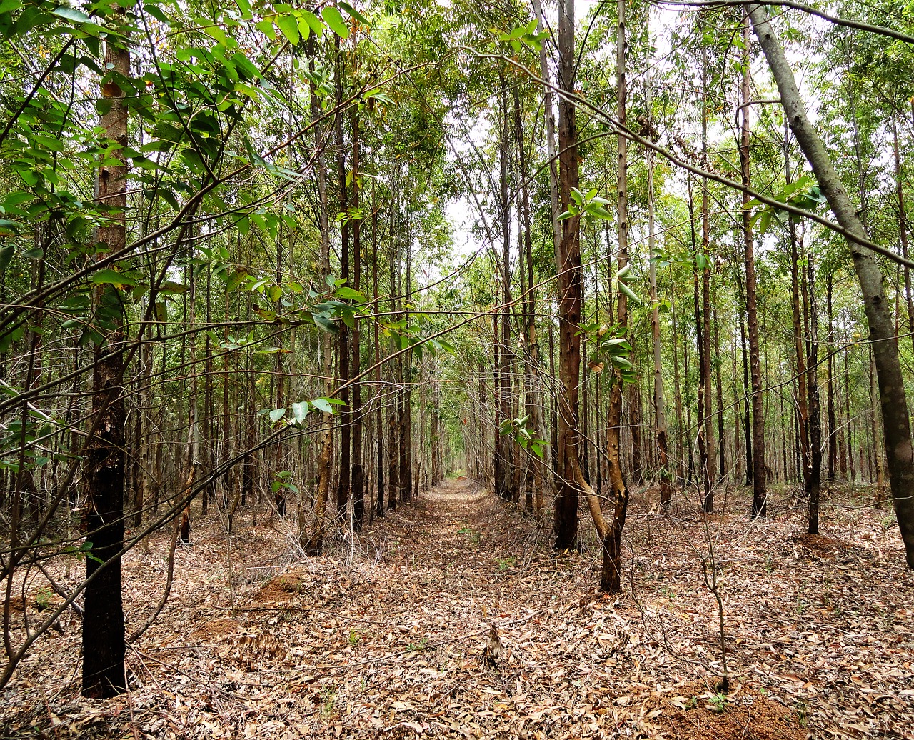 wood nature tree free photo