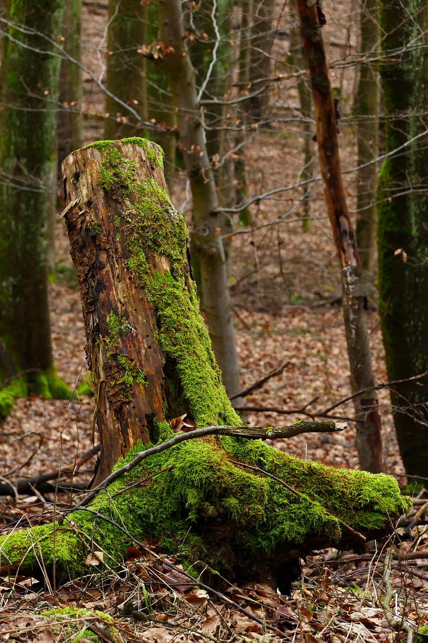 wood moss nature free photo