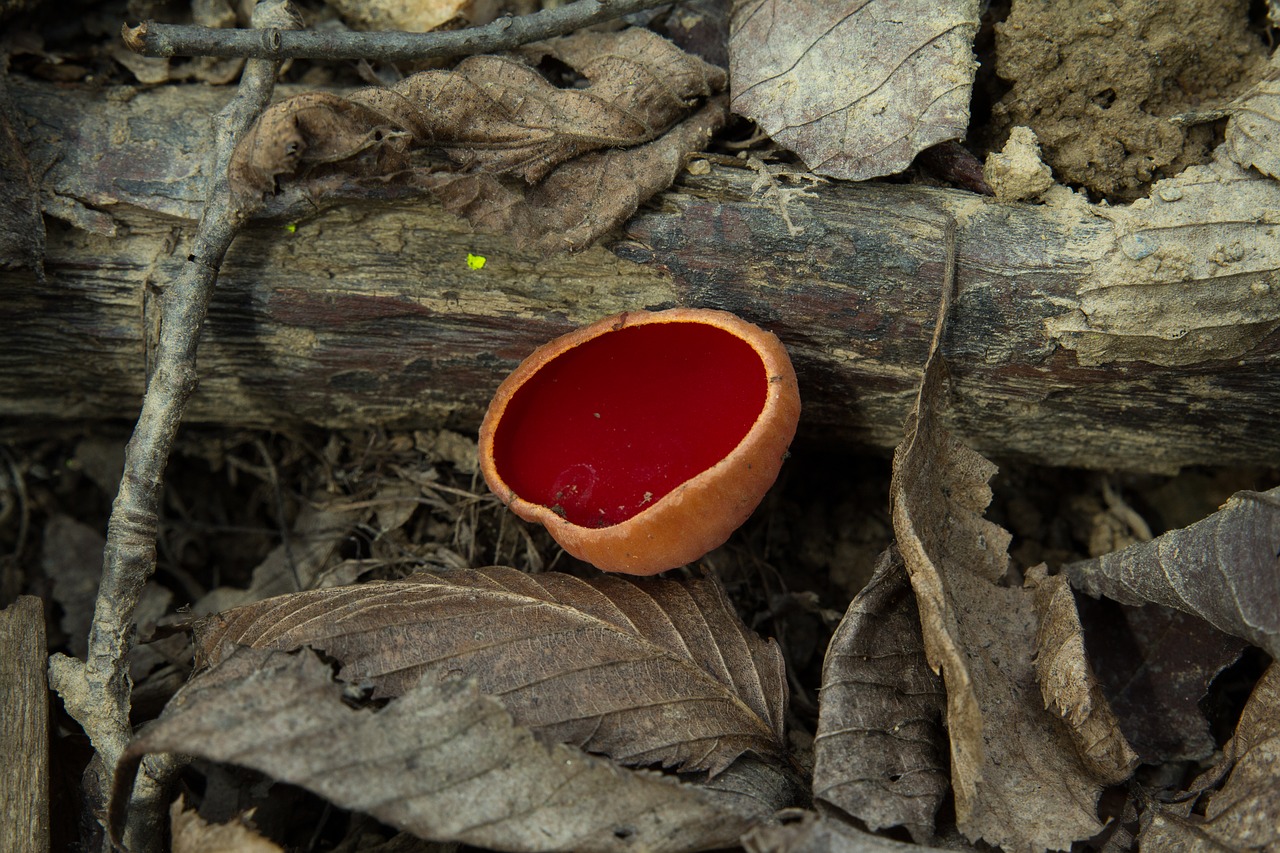 wood nature food free photo