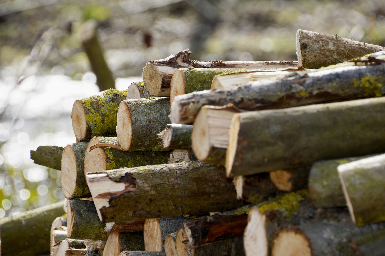 wood log tree free photo