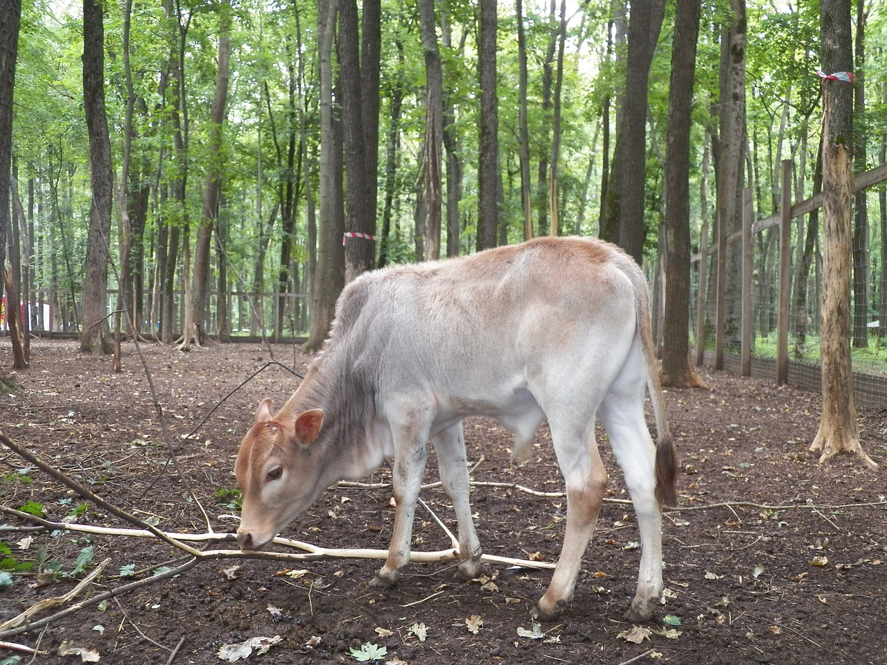 wood nature mammals free photo