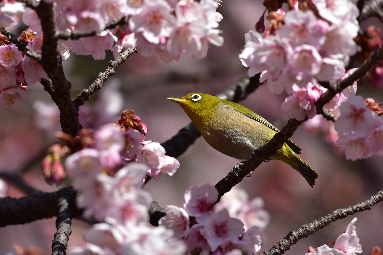 wood flowers branch free photo