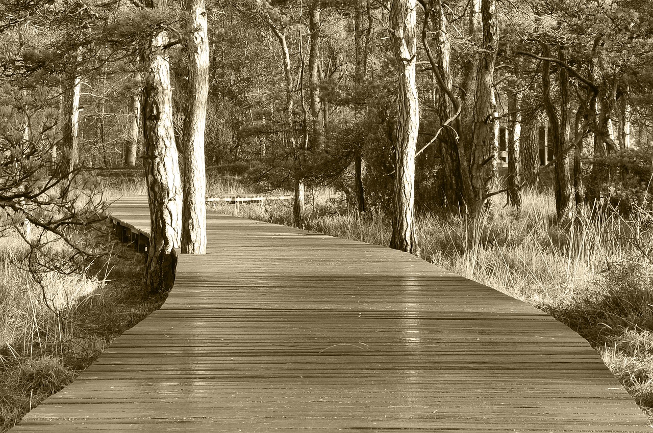 wood nature tree free photo