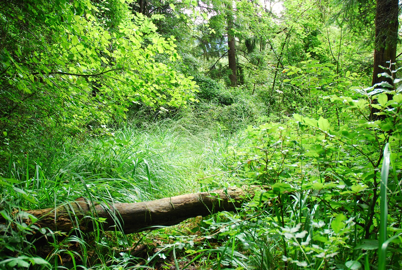 wood nature leaf free photo