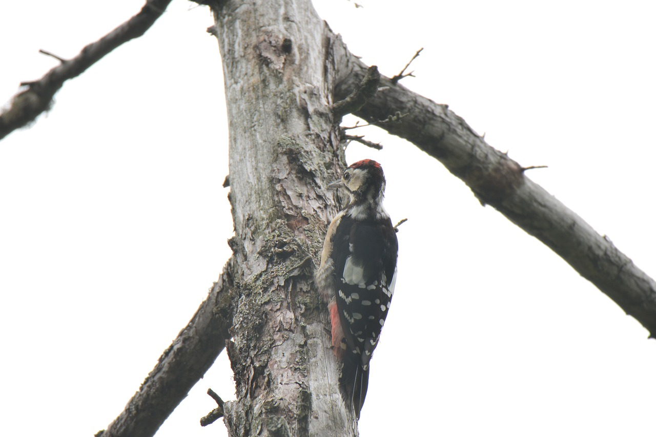 wood natural bird free photo