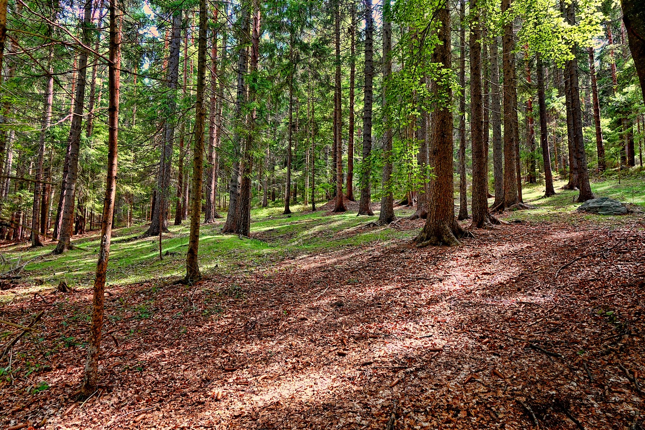 wood nature forest free photo