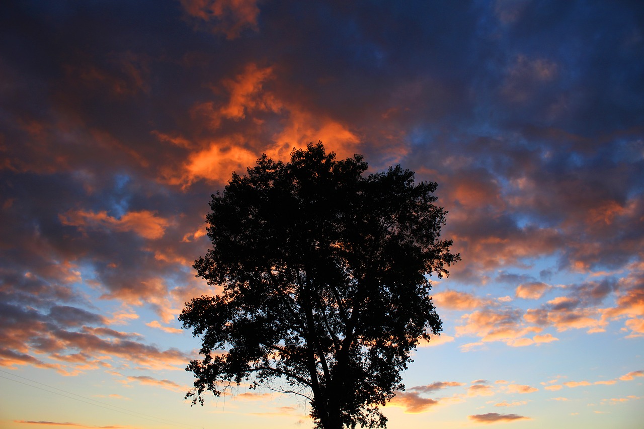 wood sky sunset free photo