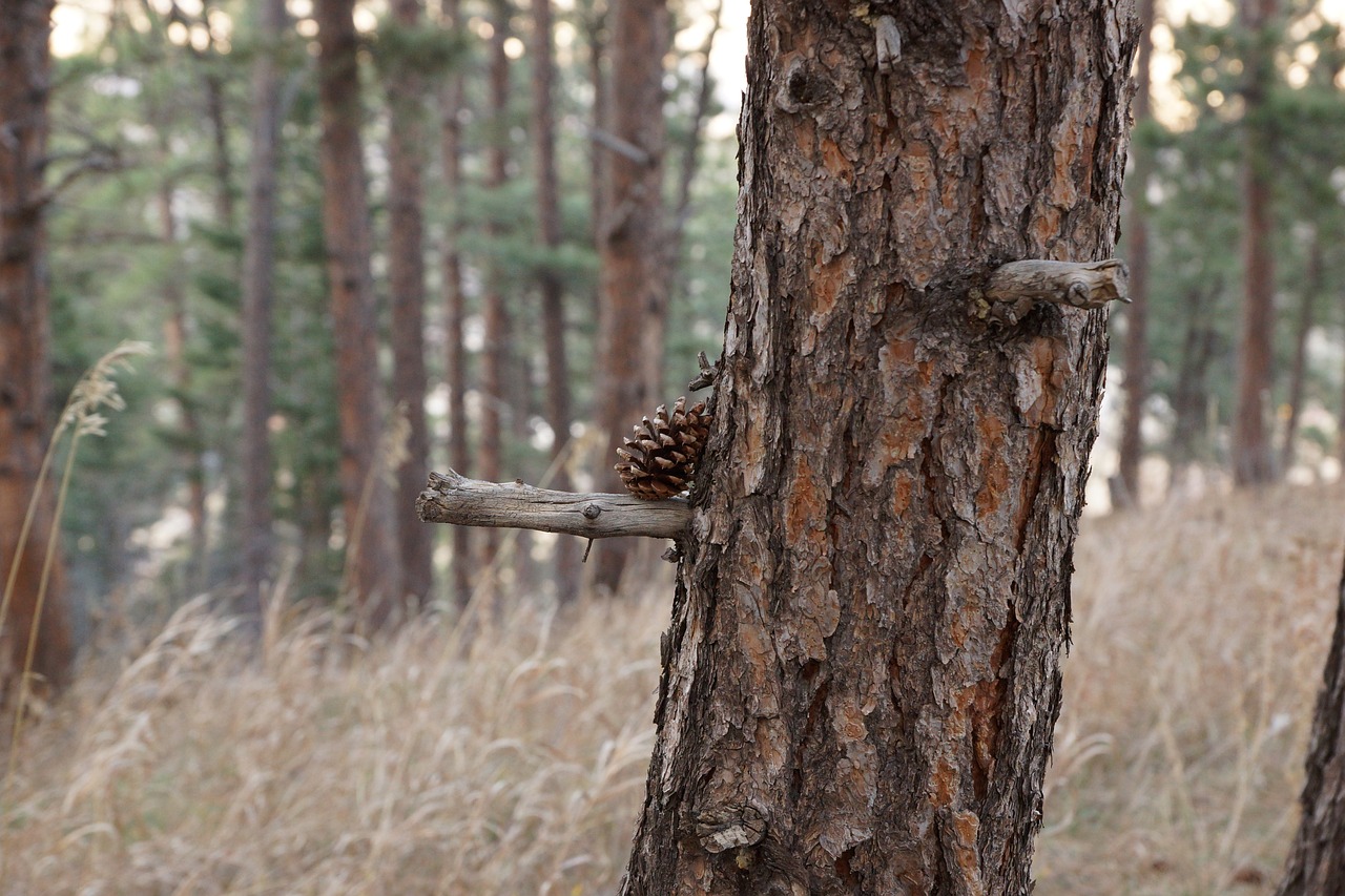 wood tree nature free photo