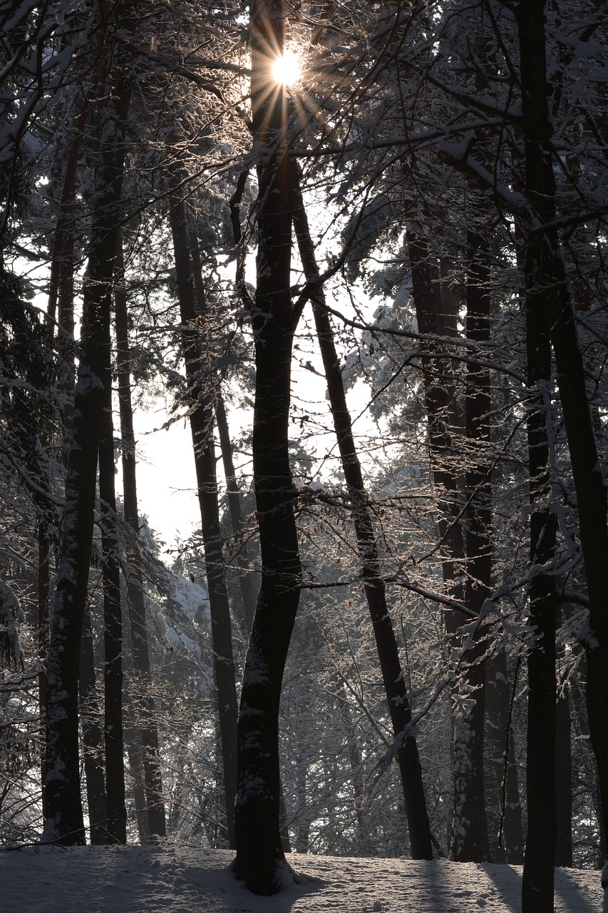 wood tree nature free photo