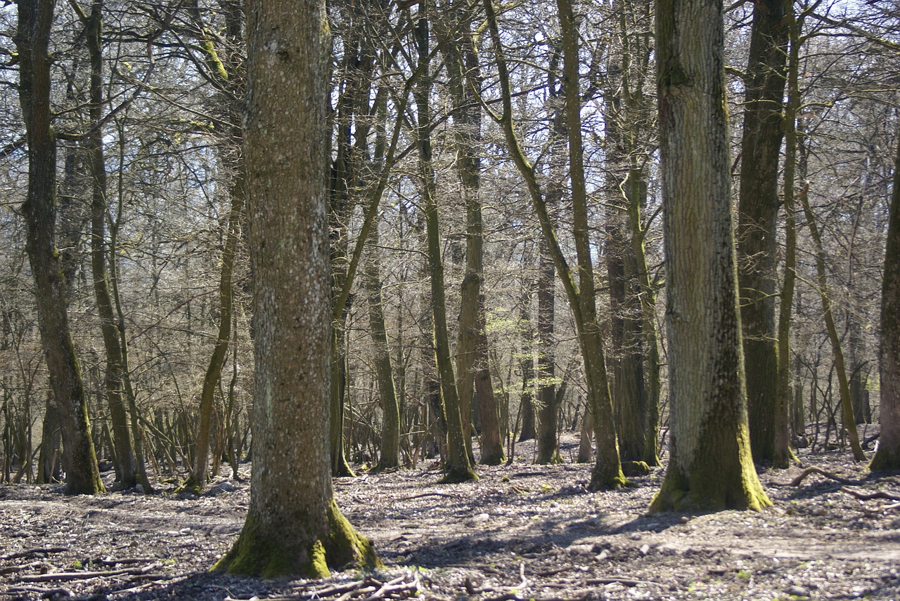 wood tree nature free photo