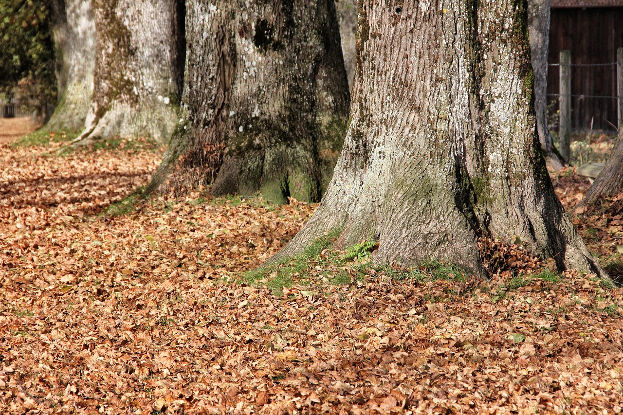 wood tree nature free photo