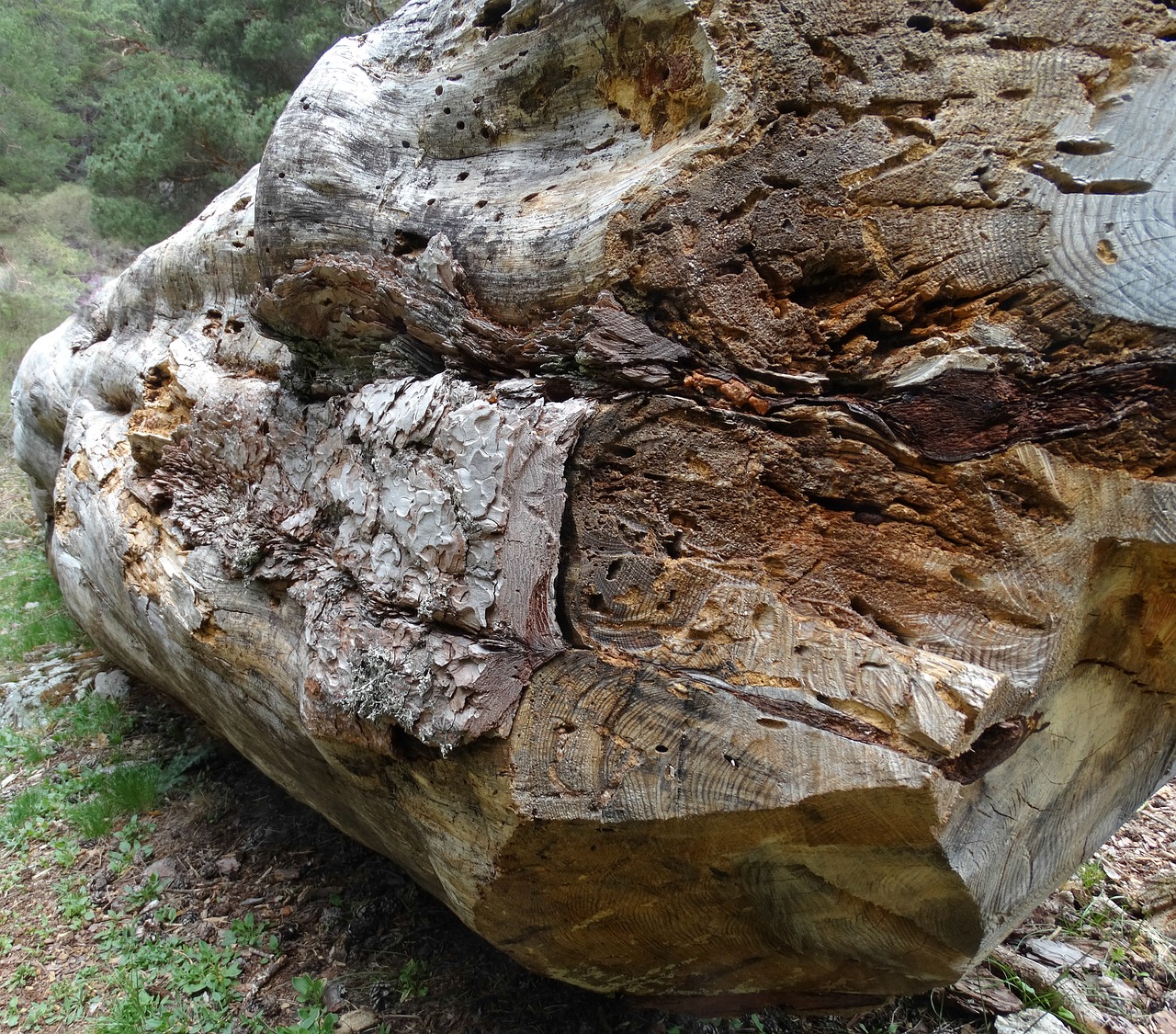 wood trunk forest free photo