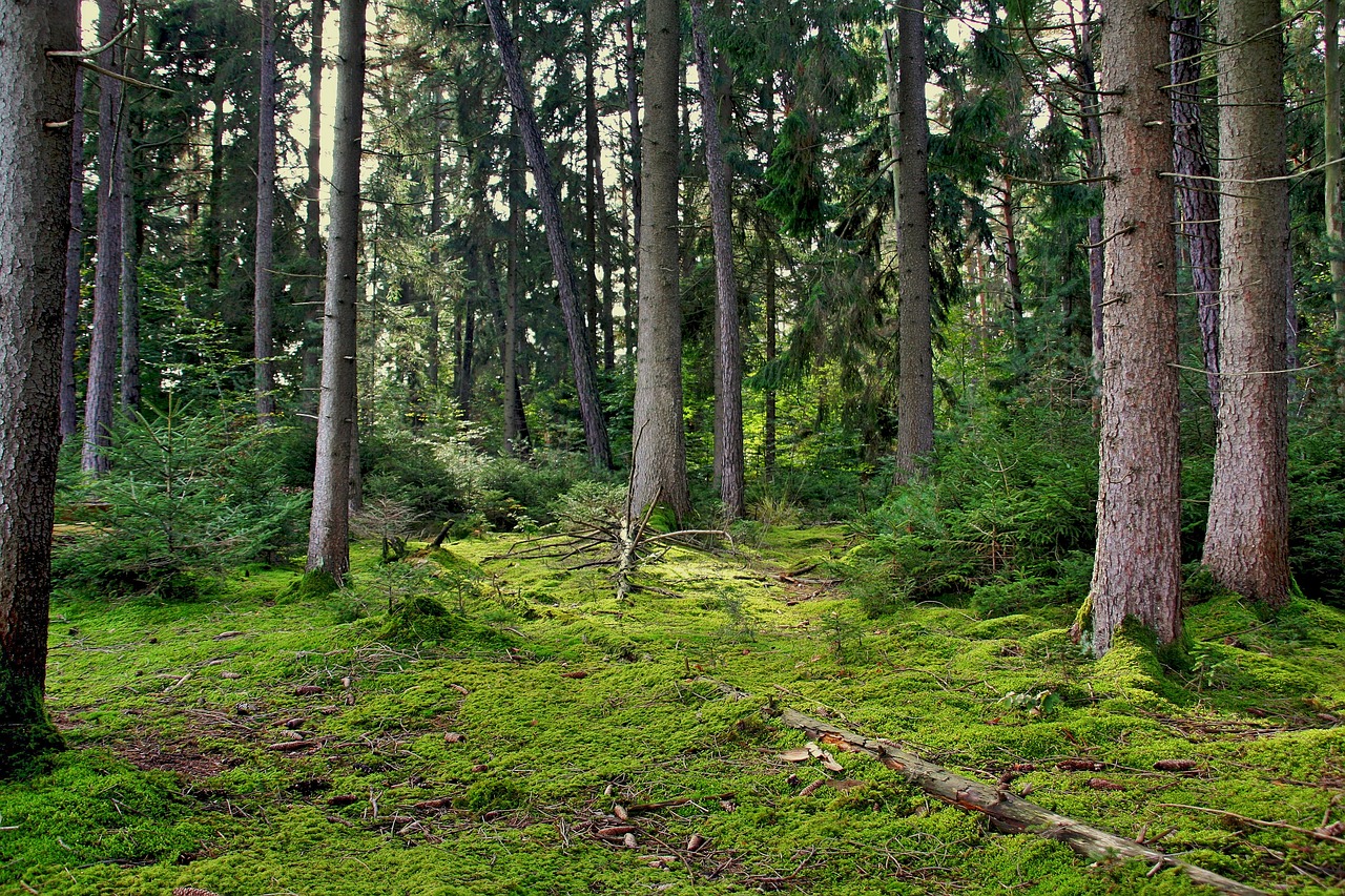 wood nature tree free photo