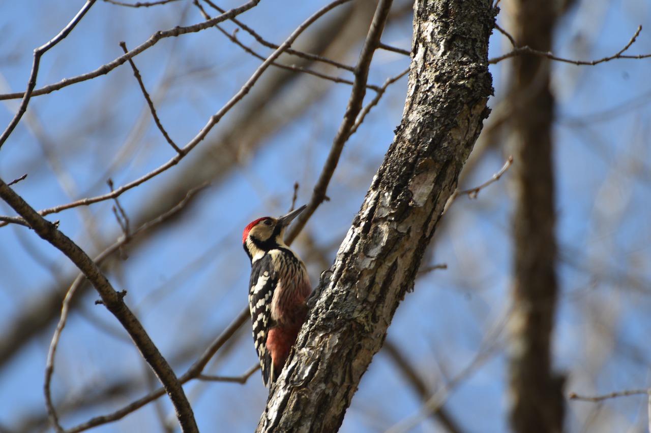 wood bird natural free photo