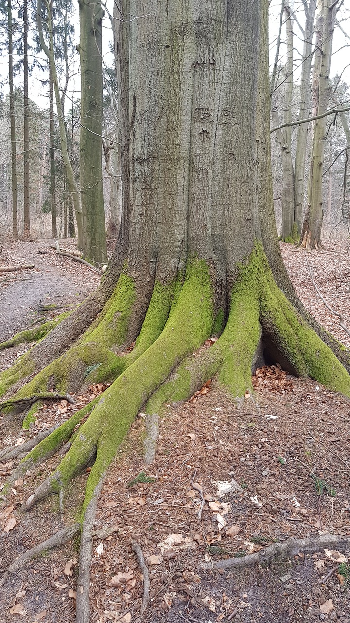 wood nature tree free photo