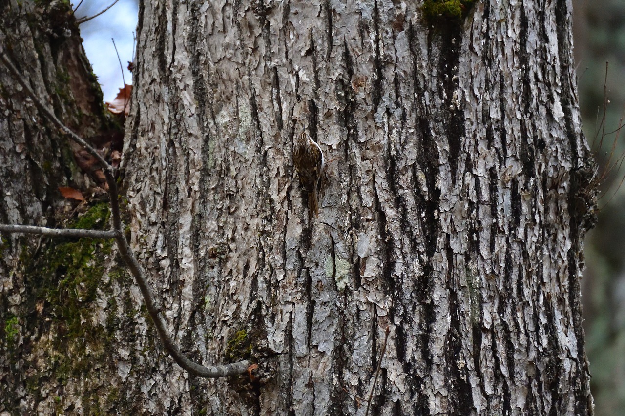 wood bark natural free photo