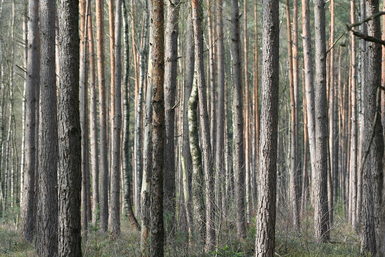 wood nature desktop background free photo