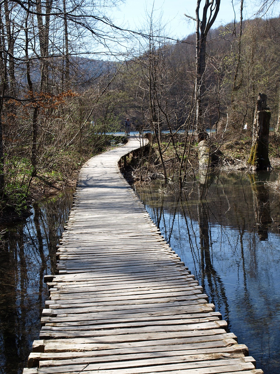 wood nature water free photo