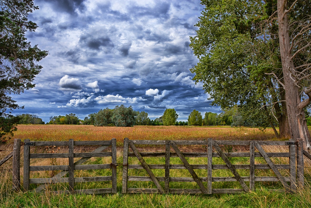 wood nature outdoors free photo