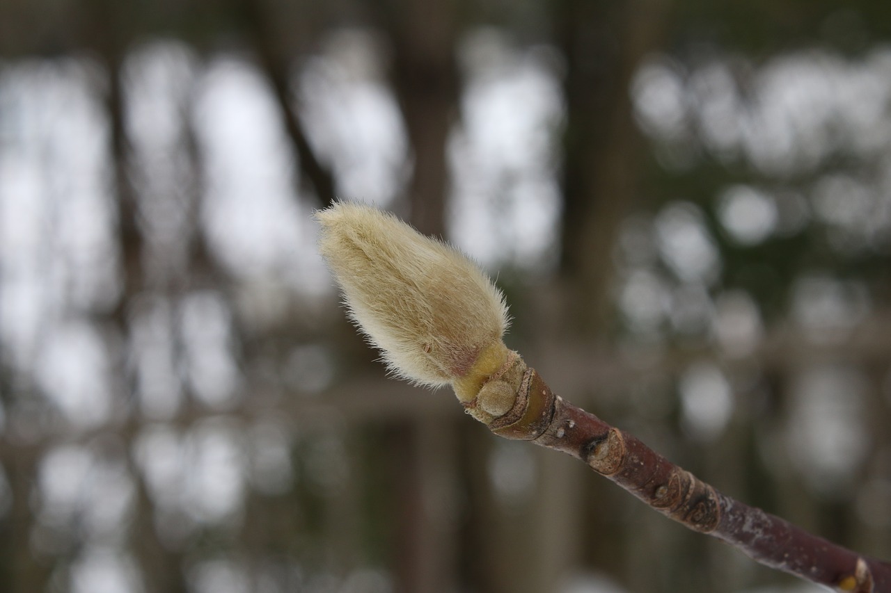 wood natural outdoors free photo