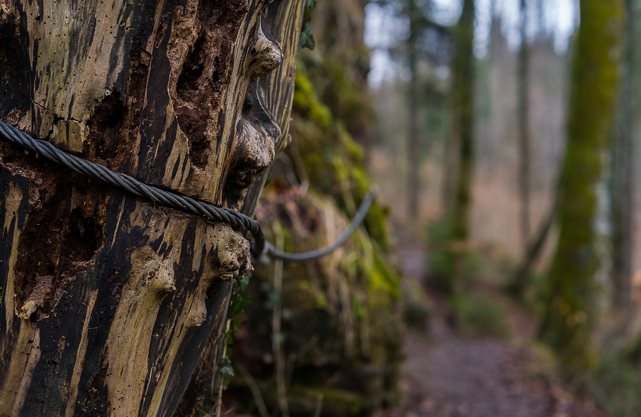 wood tree nature free photo