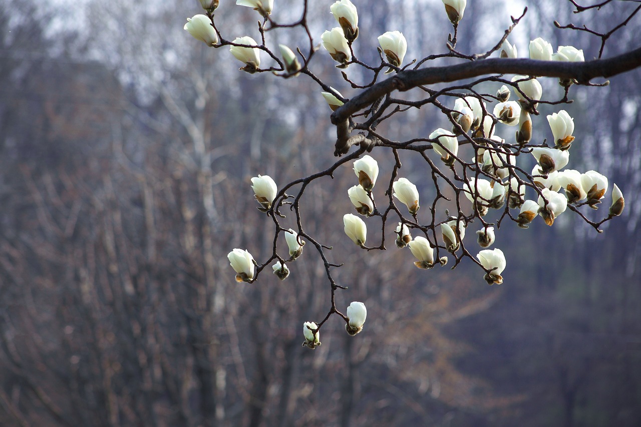 wood plants flowers free photo