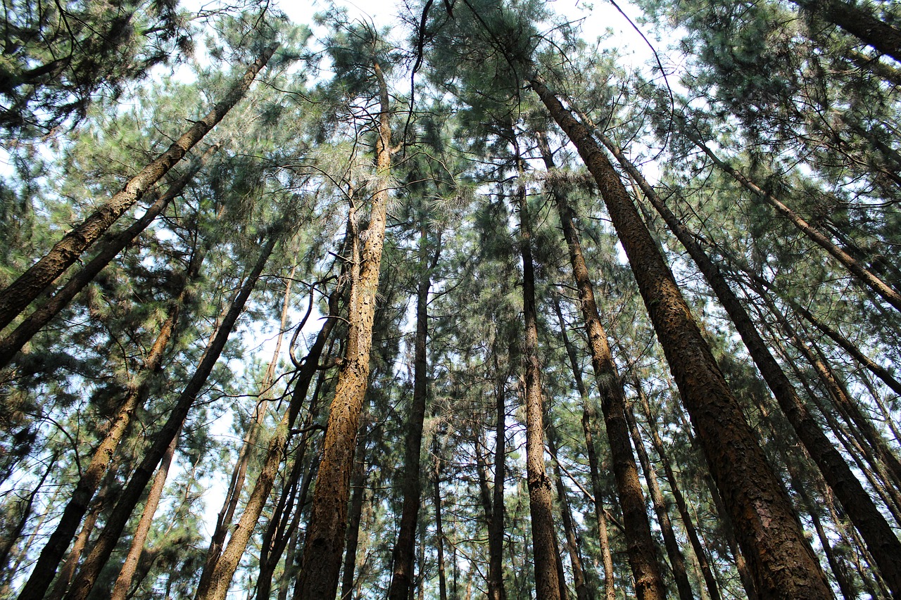 Tall trees. 500 Деревьев на 1 га леса. The Trees are Tall.