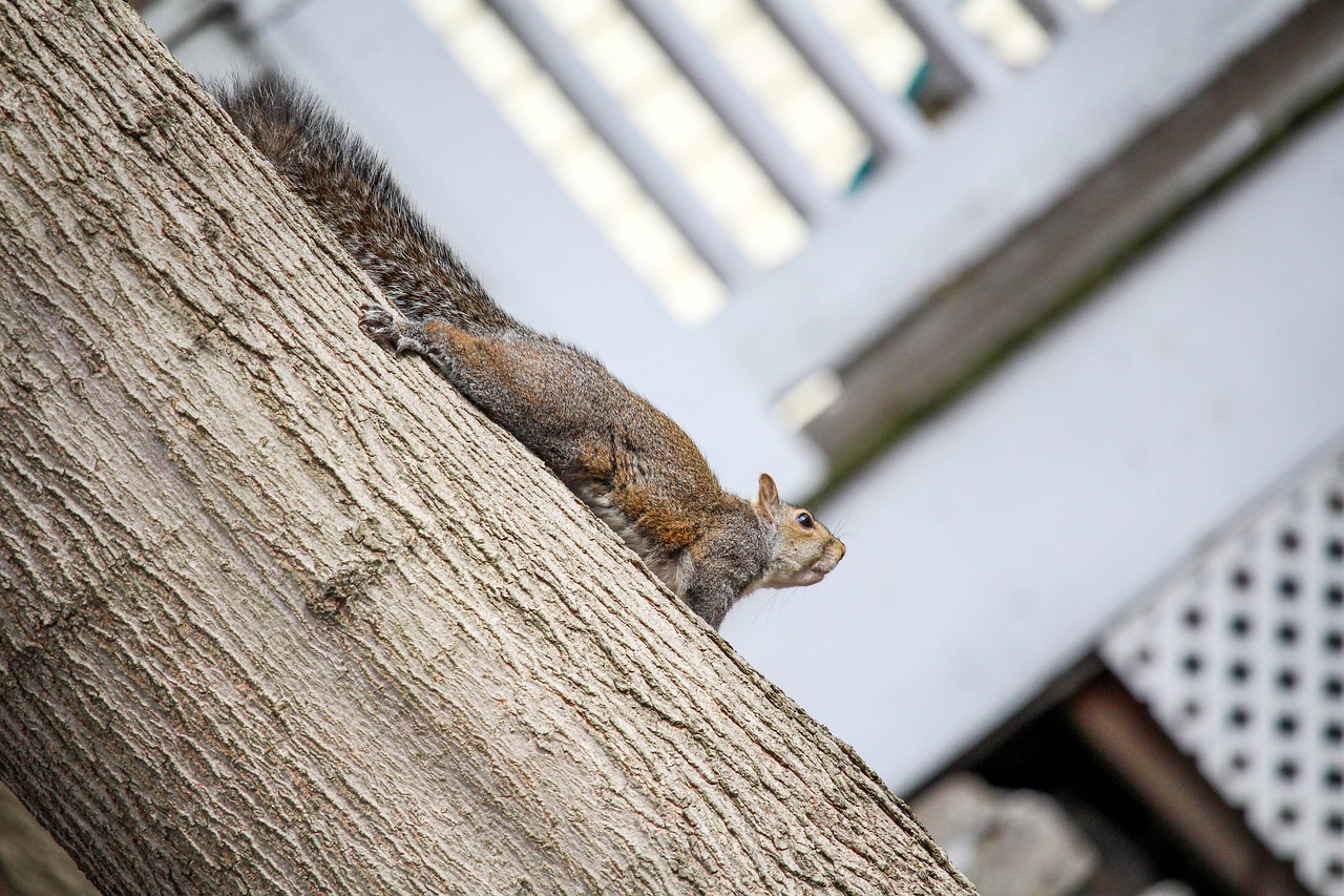 wood squirrel tree free photo